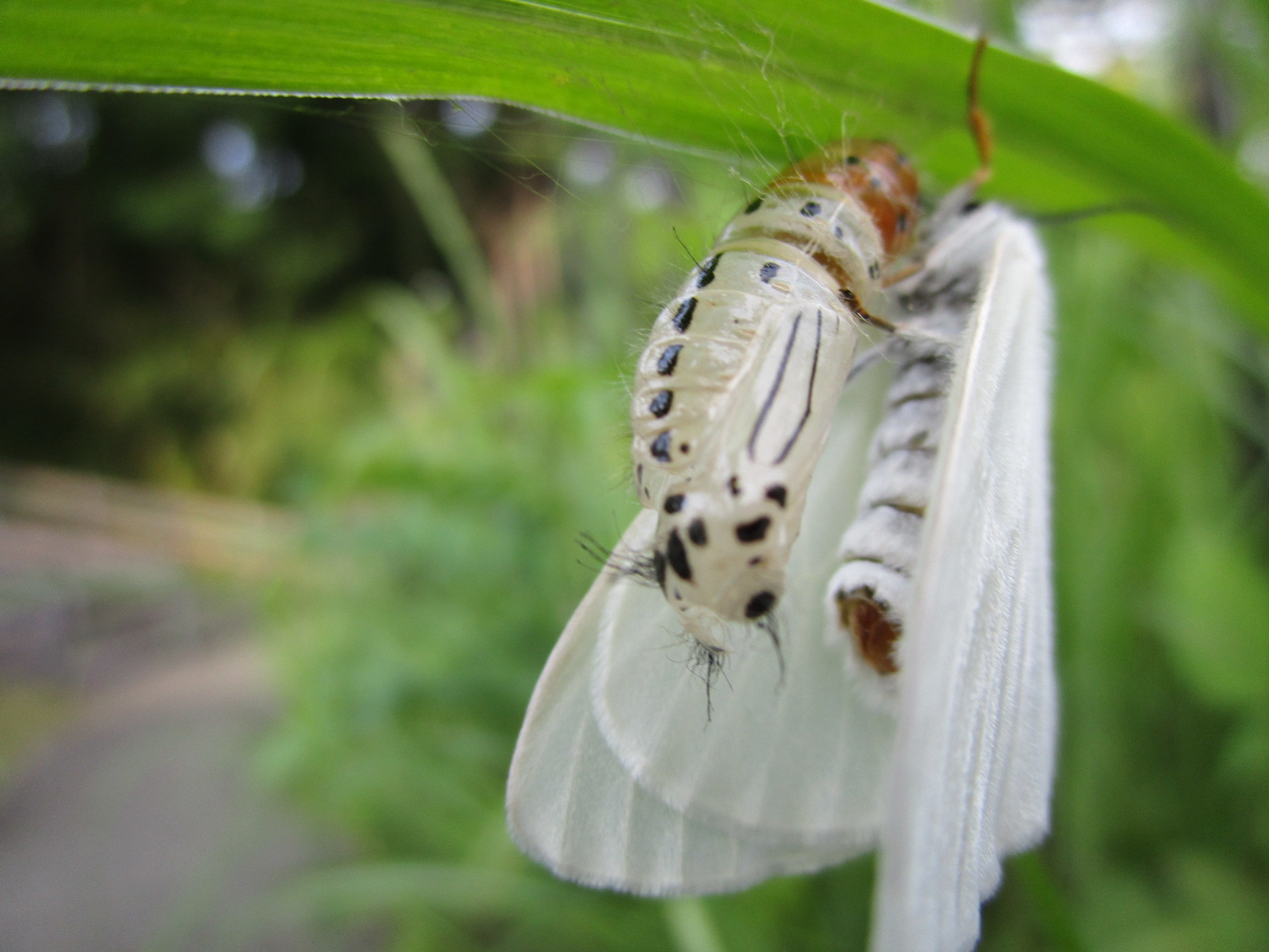 白い蝶のようなものが群生しています 館長の楽しいささやき